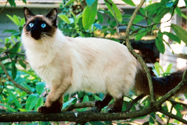 gatto che si arrampica su un albero