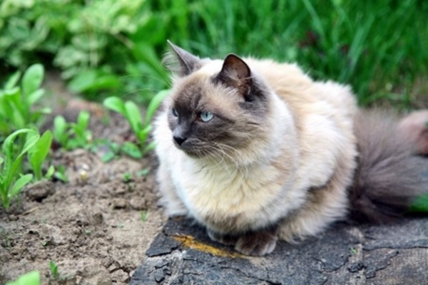 un gatto balinese accovacciato per terra