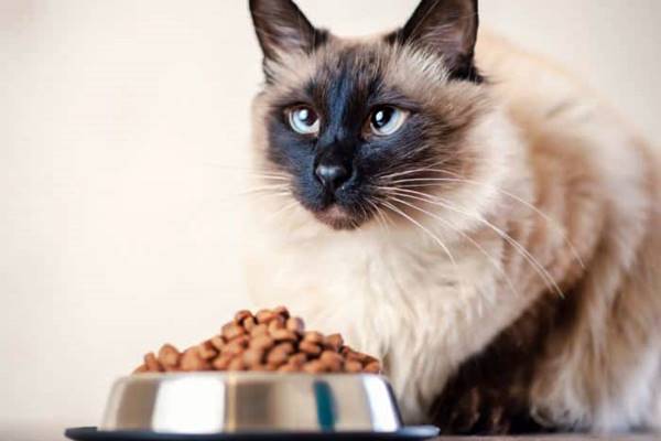 alimentazione ideale per il gatto