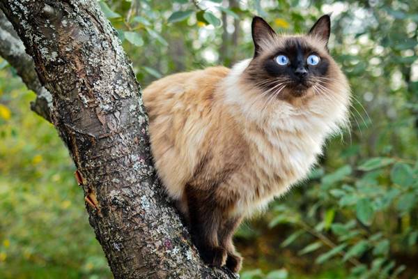 gatto balinese sul ramo di un albero
