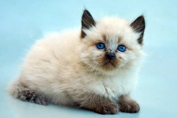 un cucciolo di gatto balinese