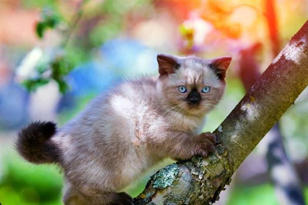 gatto balinese adora arrampicarsi sugli alberi
