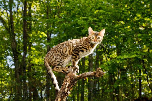 un gatto del bengala che si arrampica su un albero