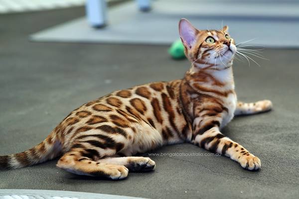 gatto disteso per terra che gioca con il suo umano