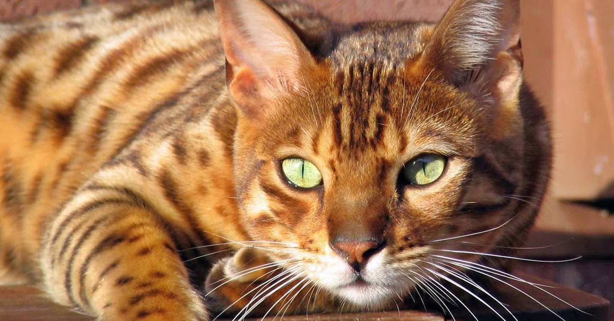 Gatto del Bengala a chi è adatto in particolare?