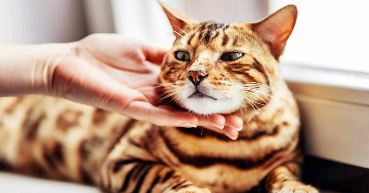 Gatto del Bengala, salute e malattie frequenti: cosa sapere