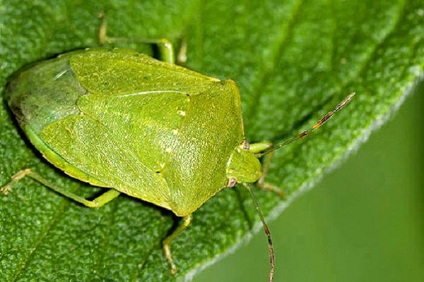 cimice verde su una foglia