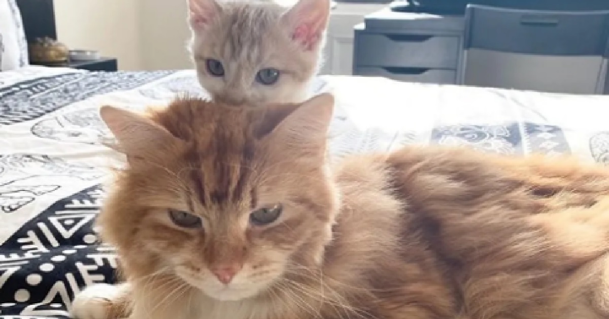 Gatto rosso vuole fare assolutamente amicizia con un gattino timido (VIDEO)