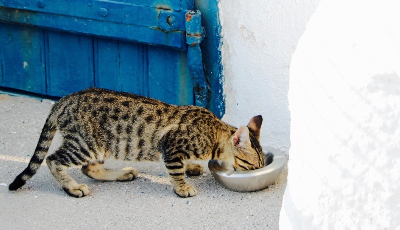 Gatto adulto e croccantini kitten