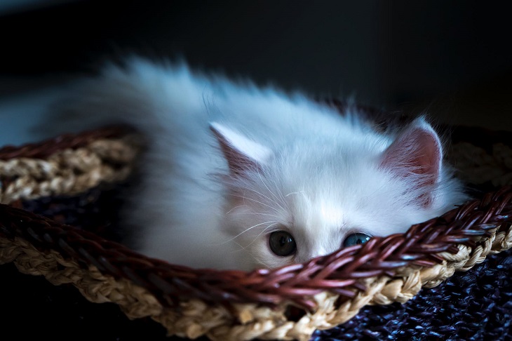 gatto in grado rubarci cuore