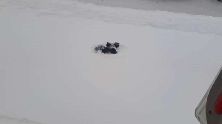 clyde nota gattini fra la neve