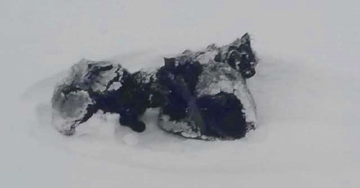 Il salvataggio di 3 gattini neri trovati nella neve (VIDEO)