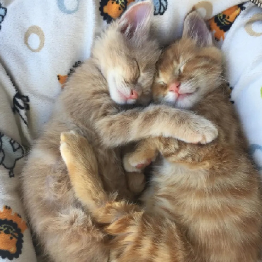 pumpkin e spice speranza futuro