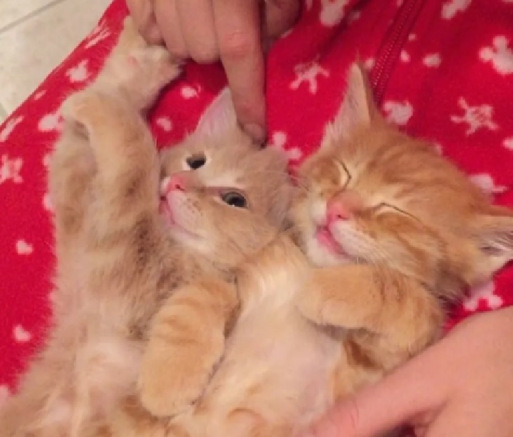 pumpkin e spice felici