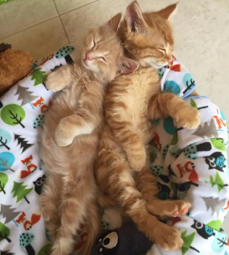 pumpkin e spice fratelli inseparabili