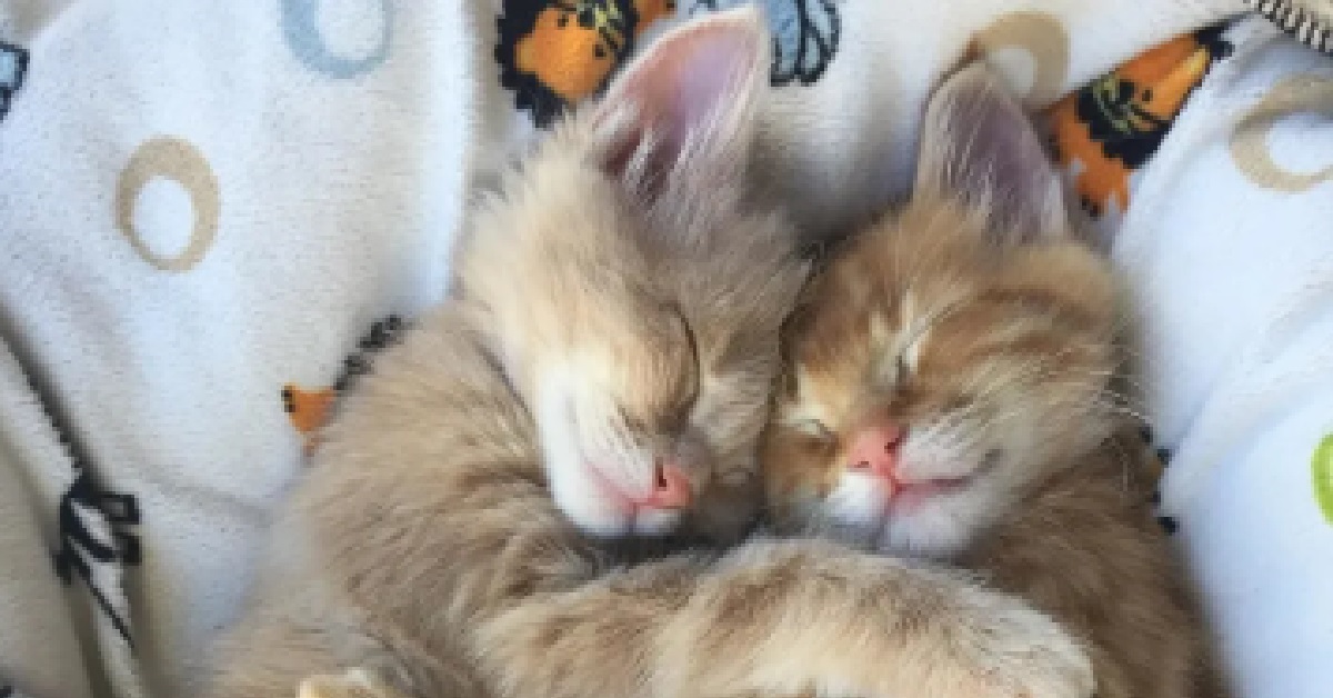 Il salvataggio di due gattini color zenzero (VIDEO)