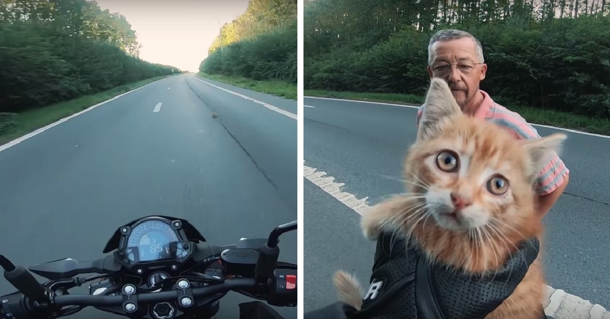 Il salvataggio di un gattino in autostrada da parte di un motociclista (VIDEO)