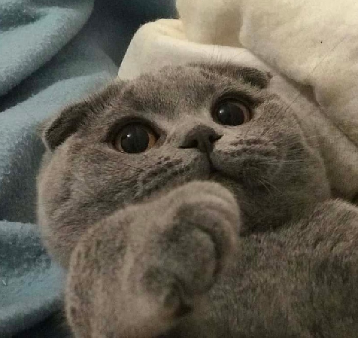 gatti scottish fold storia