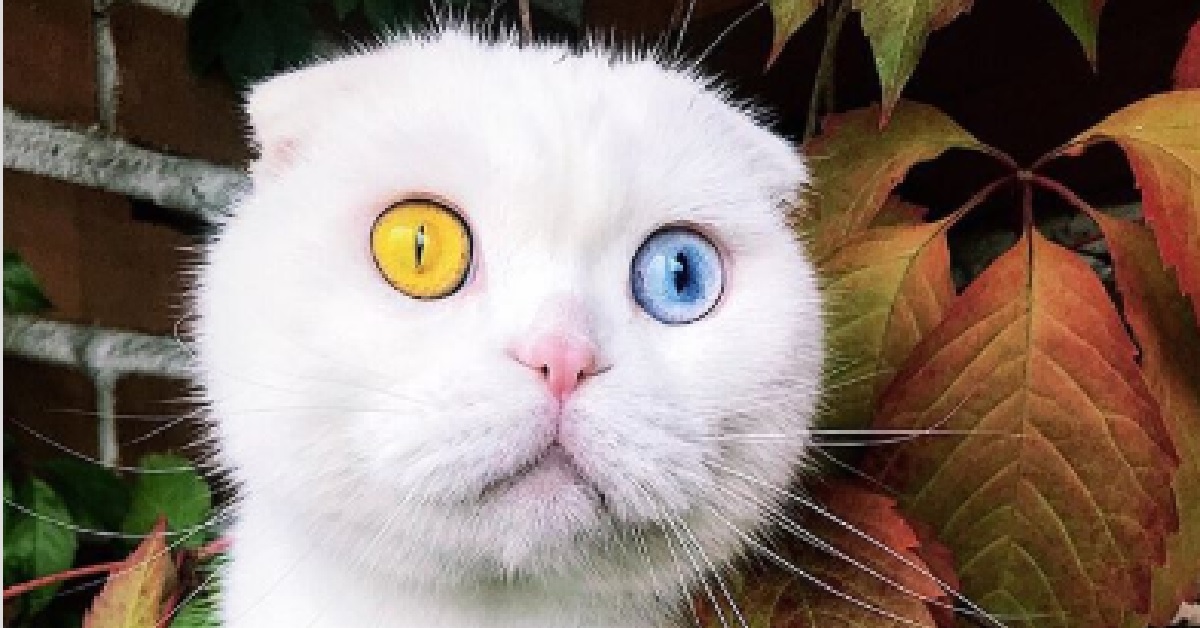 Joseph, Il gattino con l’eterocromia star di Instagram (VIDEO)