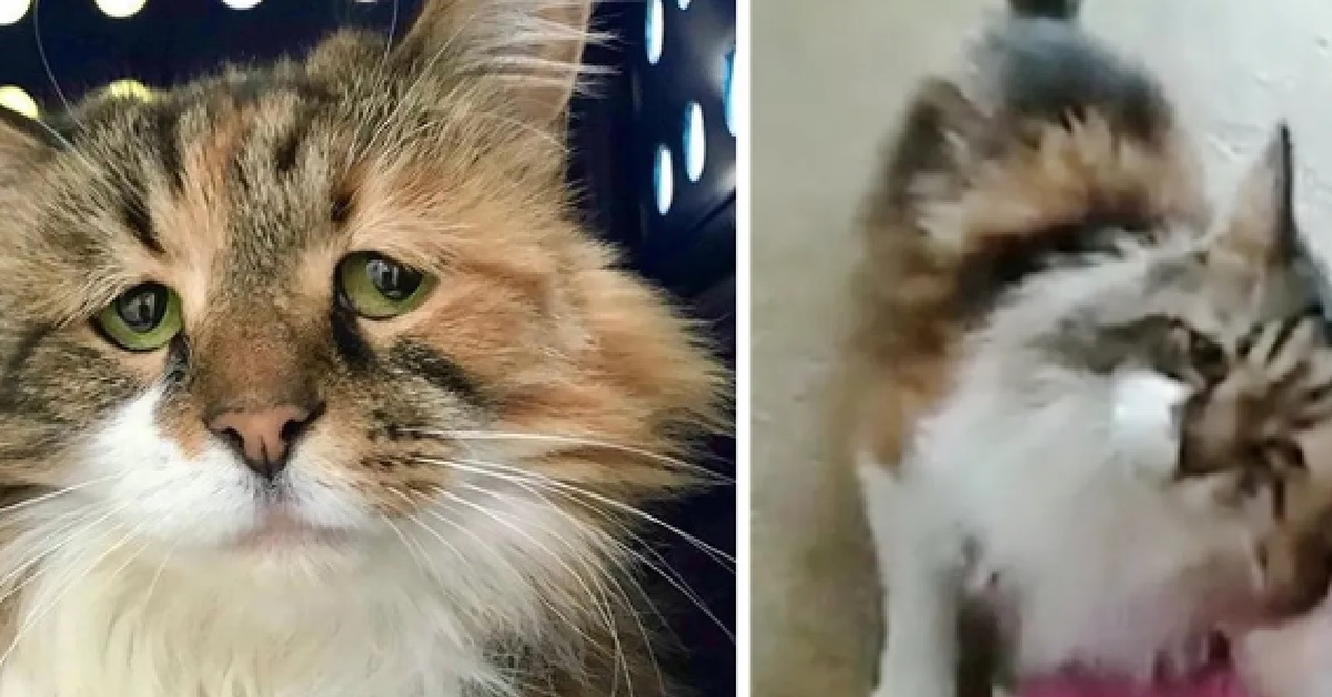 La gatta con gli occhi tristi trova finalmente la felicità (VIDEO)