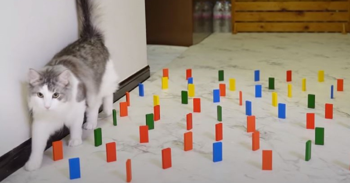 La sfida ad ostacoli tra un gatto e un cane (VIDEO)