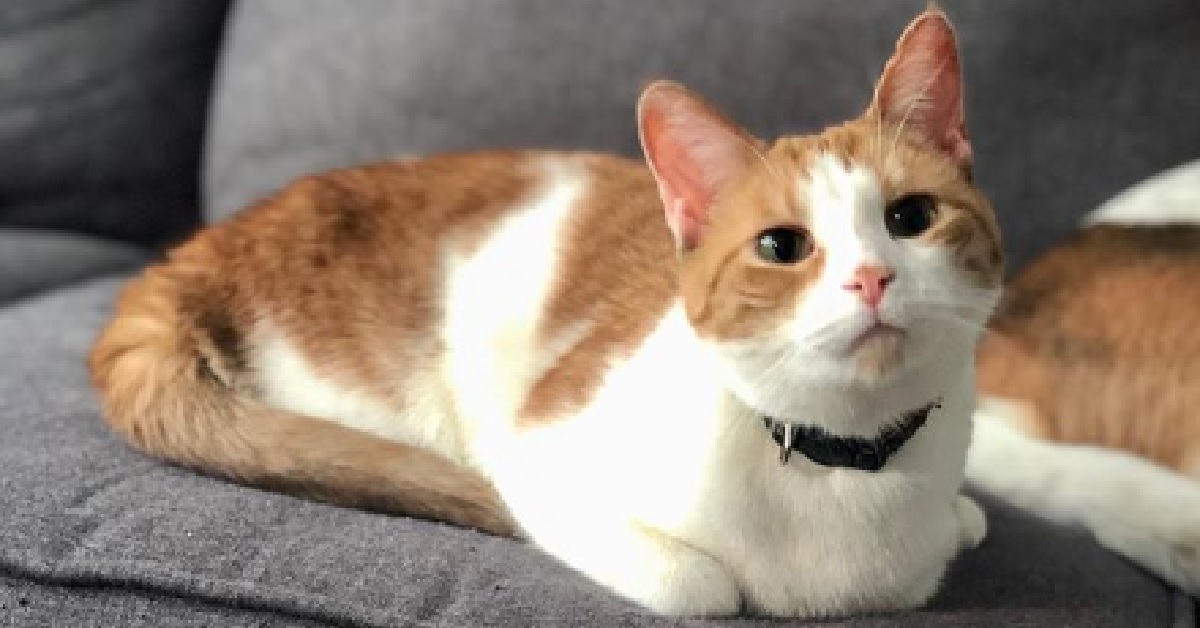 La vita di Taffy, il meraviglioso gattino senza fianchi (VIDEO)