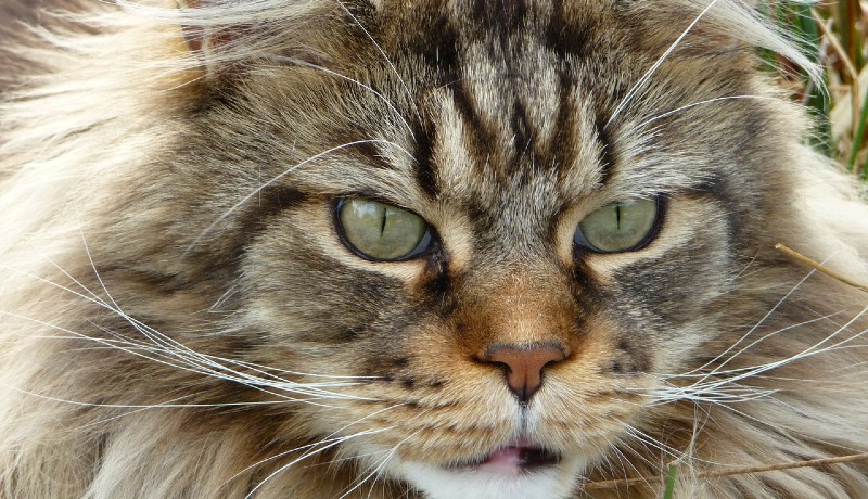 Maine Coon