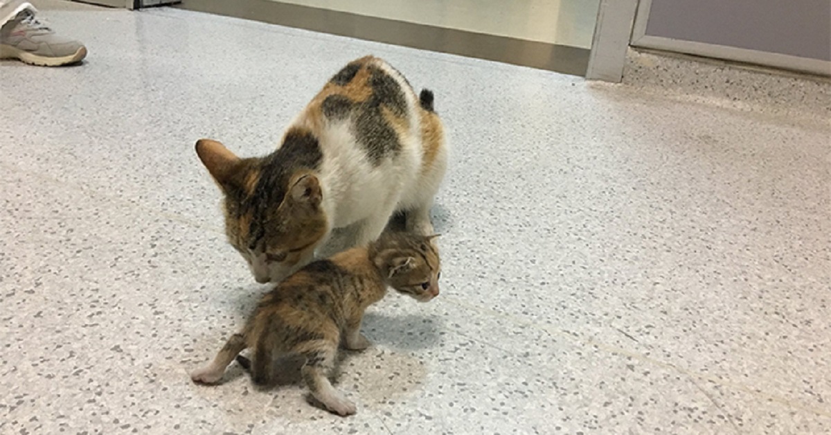 Mamma gatta porta il gattino in ospedale (VIDEO)