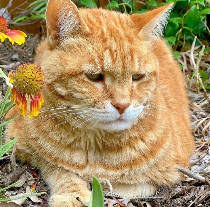 marley gatto aria aperta