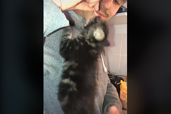 gattino mangia il prosciutto