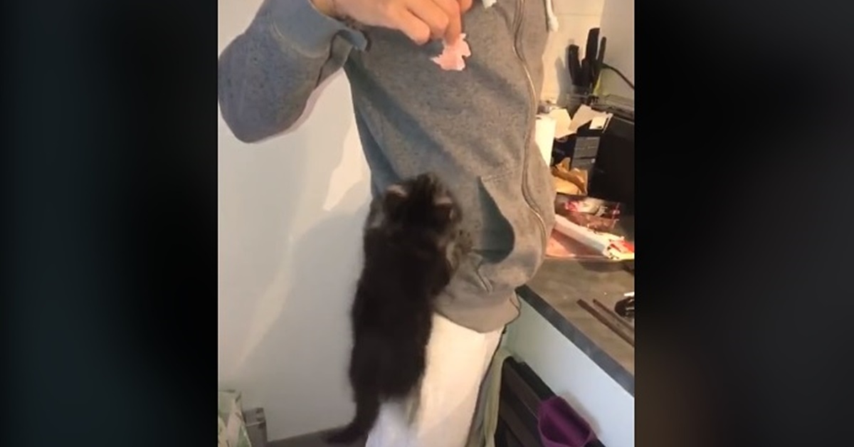Penelope, la gattina scalatrice che adora saltare addosso al padrone (VIDEO)