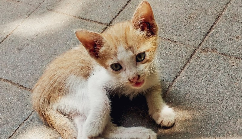 Gatto adulto e croccantini kitten