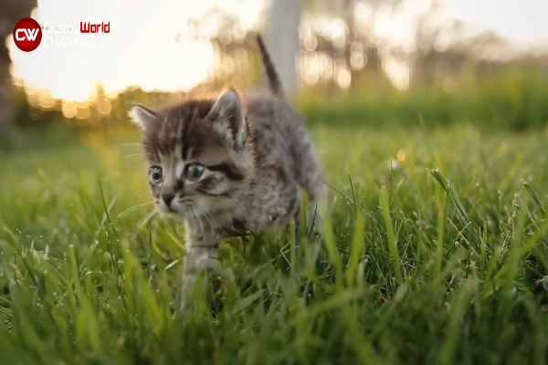 gatto sul prato