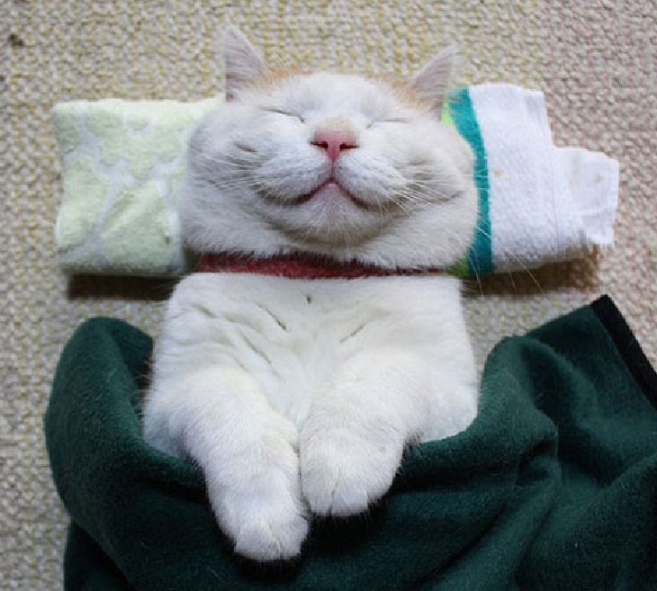gatto shironeko felicità sempre