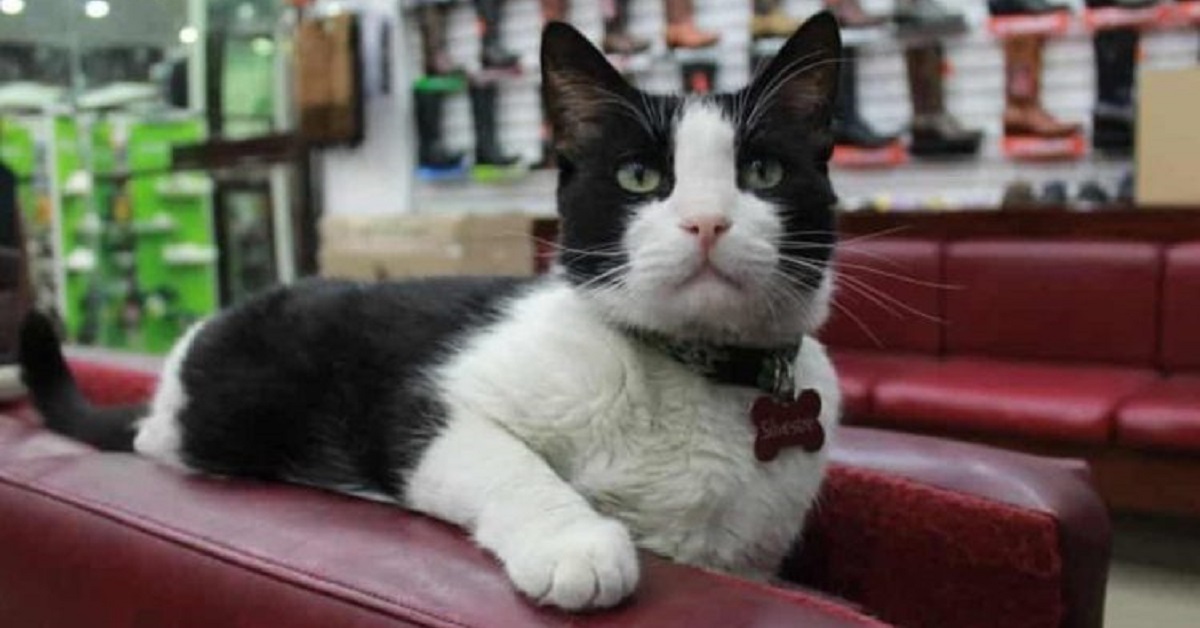 Silvestre, il gatto randagio che oggi gestisce un negozio (VIDEO)