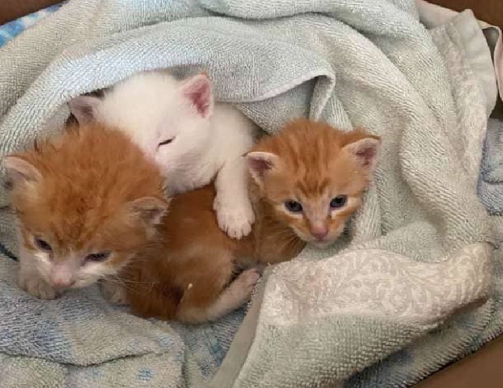 3 gattini salvati san pablo