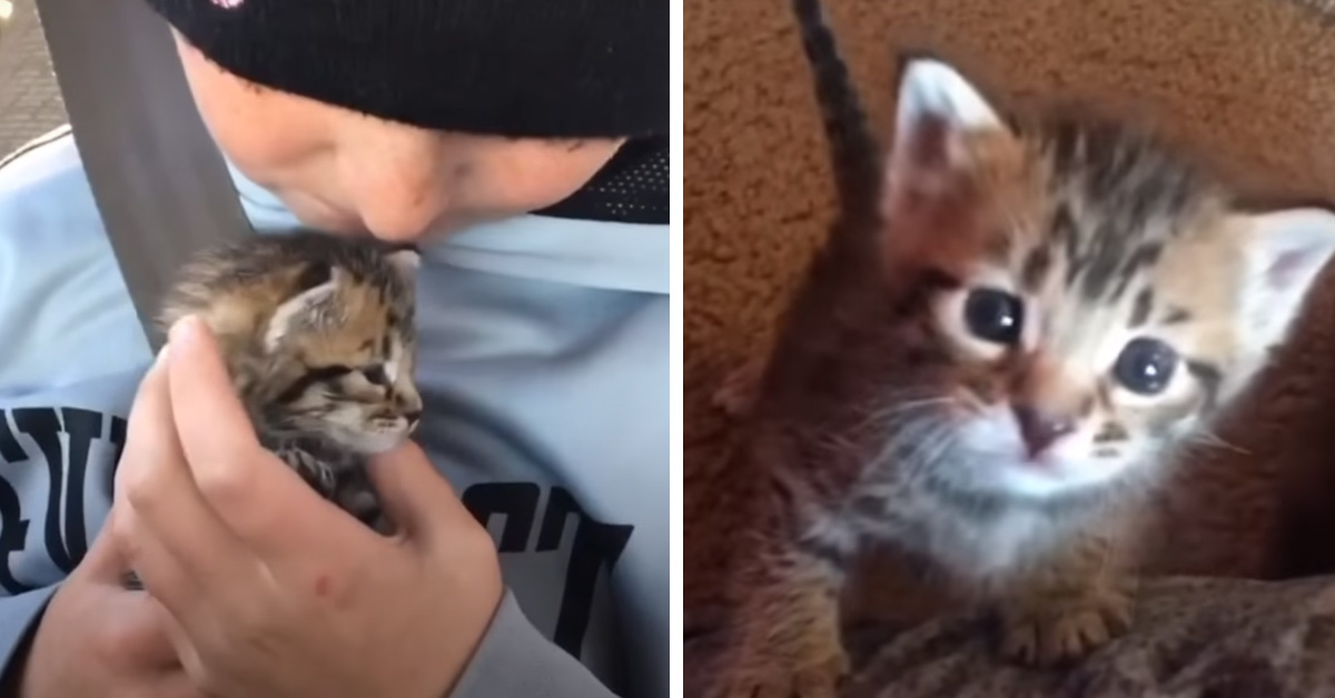 Ariel, la gattina che dopo il salvataggio ha smesso di avere paura solo grazie ad un bambino (video)