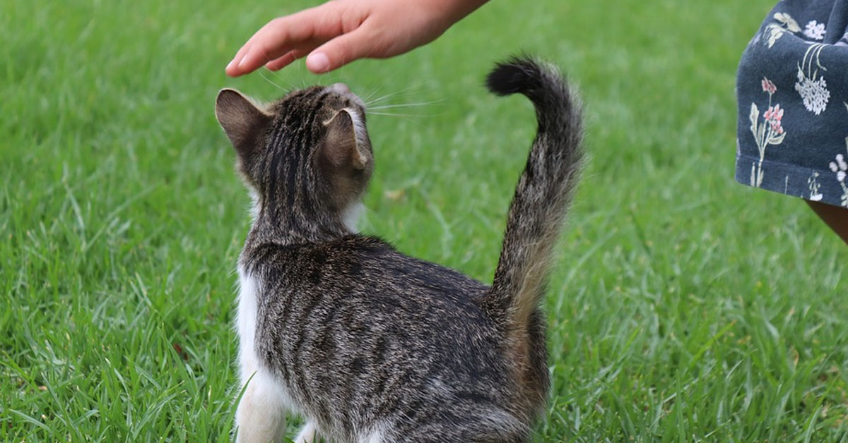 Gatto che si lascia accarezzare