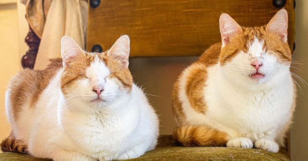 Cassandra e Omero, i due gattini ciechi che dopo molto dolore sono felici (video)