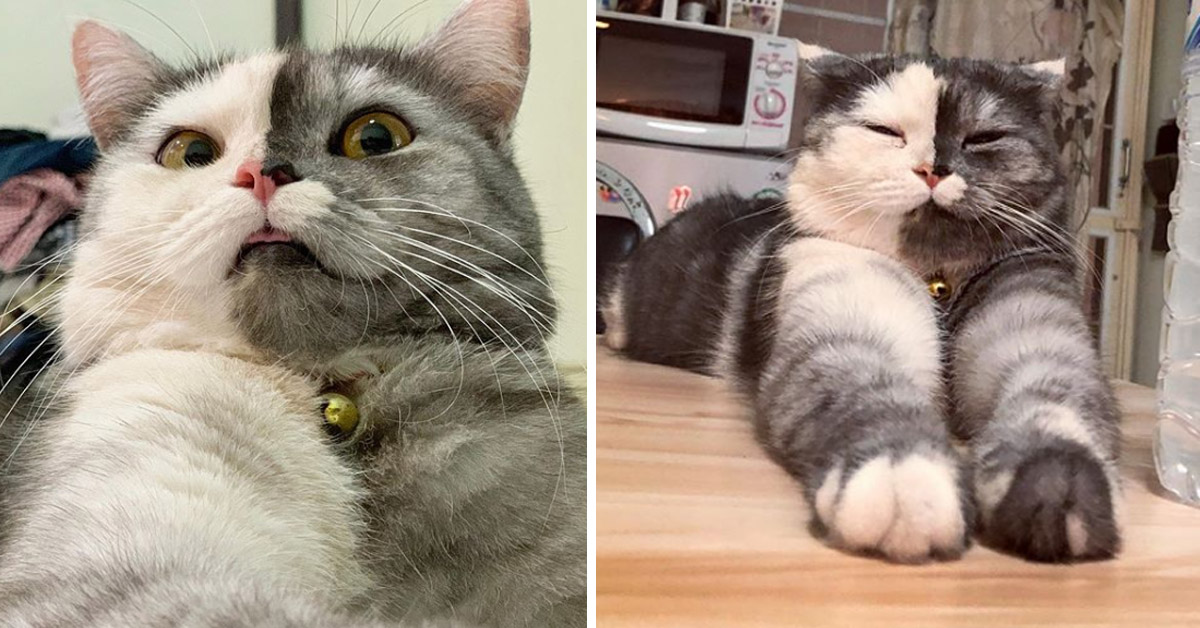 Cat, il gattino Chimera che fa impazzire Instagram (video)