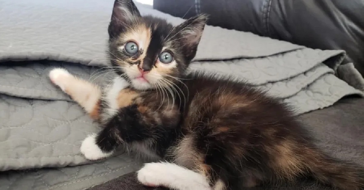 Charm, il gattino adottato che ha scelto la sua padroncina (video)