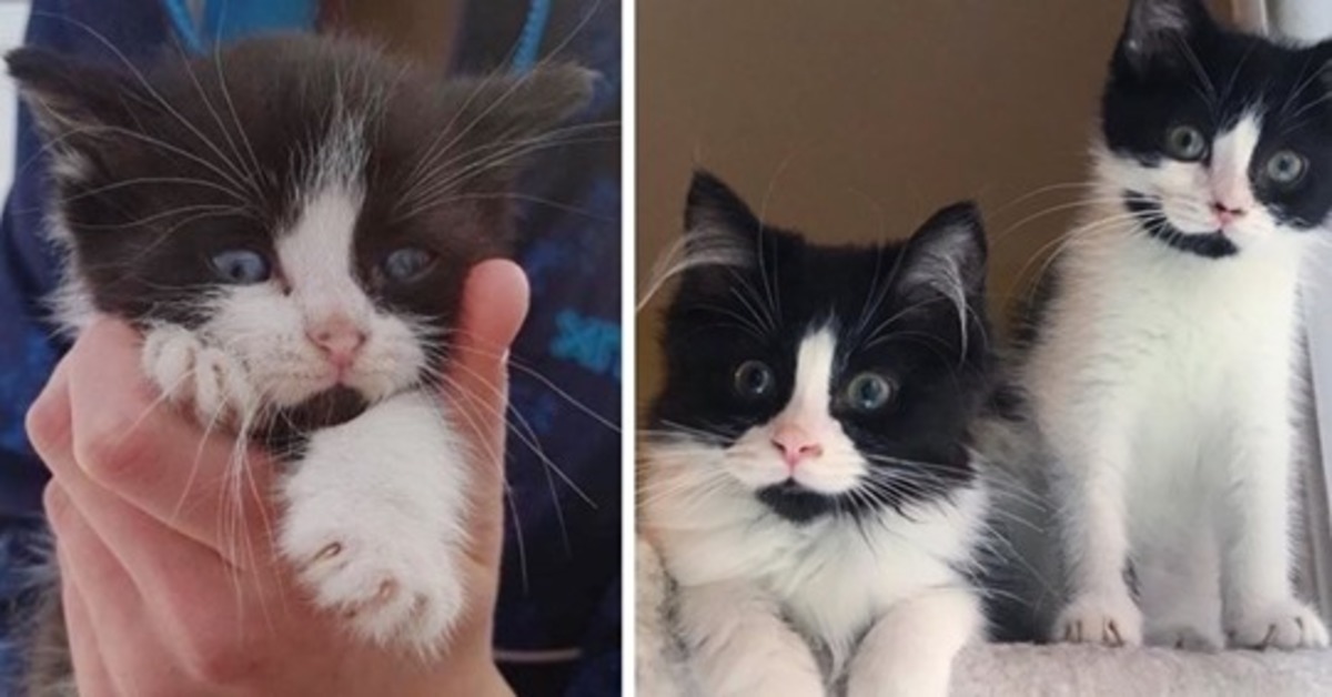 Choukett e Brioshe i due gattini gemelli sono stati adottati insieme (VIDEO)
