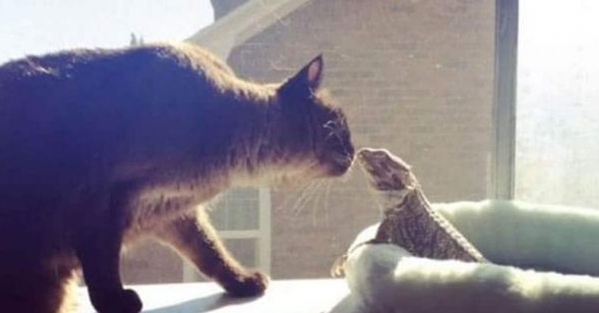 Gattino con un'iguana
