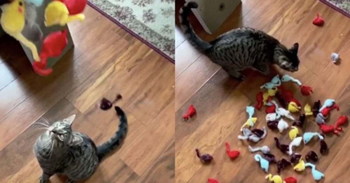 Gatto Kitty giocattolo gattino spirale palla gioco animale domestico Attività con Scratch Pad & Mouse regalo per gatti e gattini 