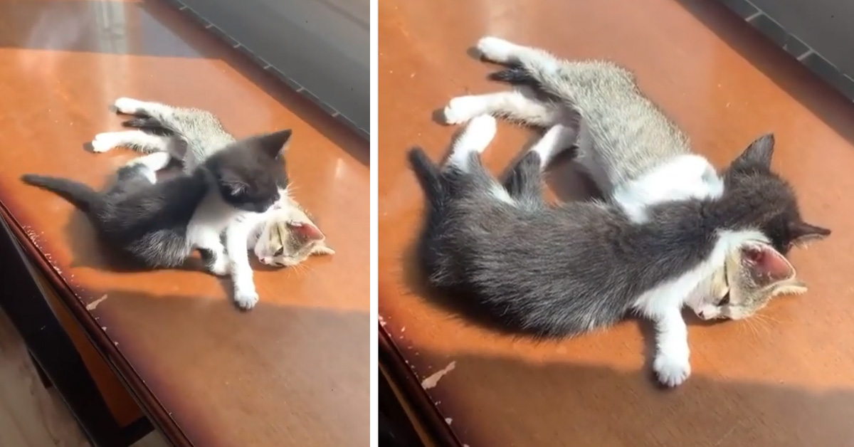 Due gattini dormono abbracciati e il loro video conquista il web