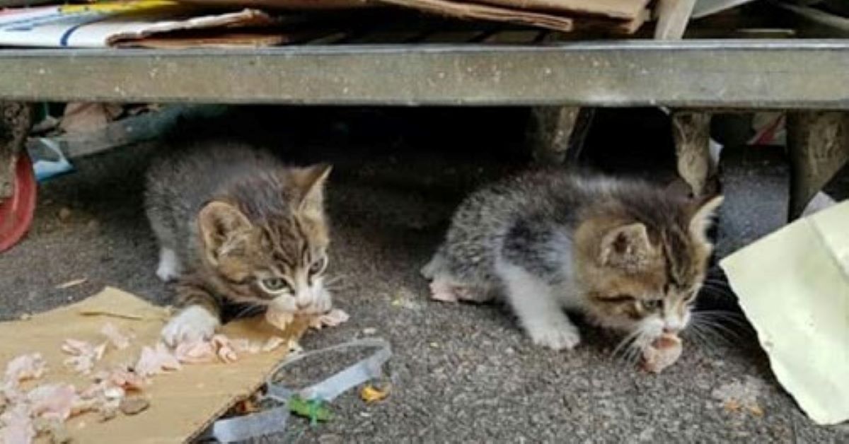 Duna e Sira, i gattini fortunati che hanno trovato una padroncina speciale