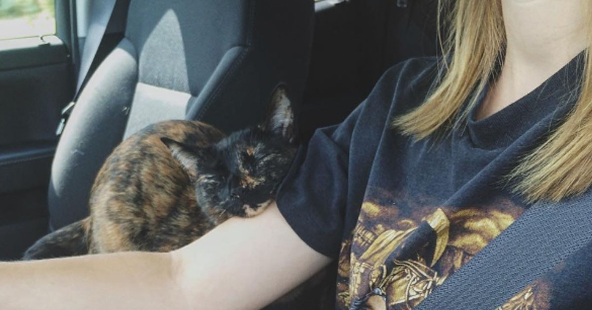 Gattino che dorme in macchina