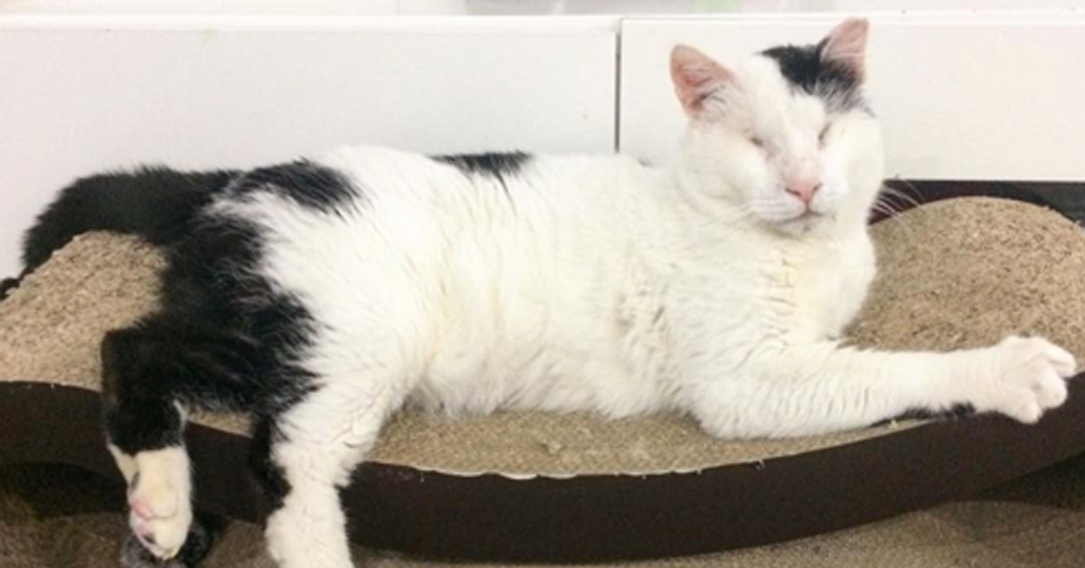 Felix, il gattino cieco che dopo mille sofferenze oggi è finalmente felice (video)