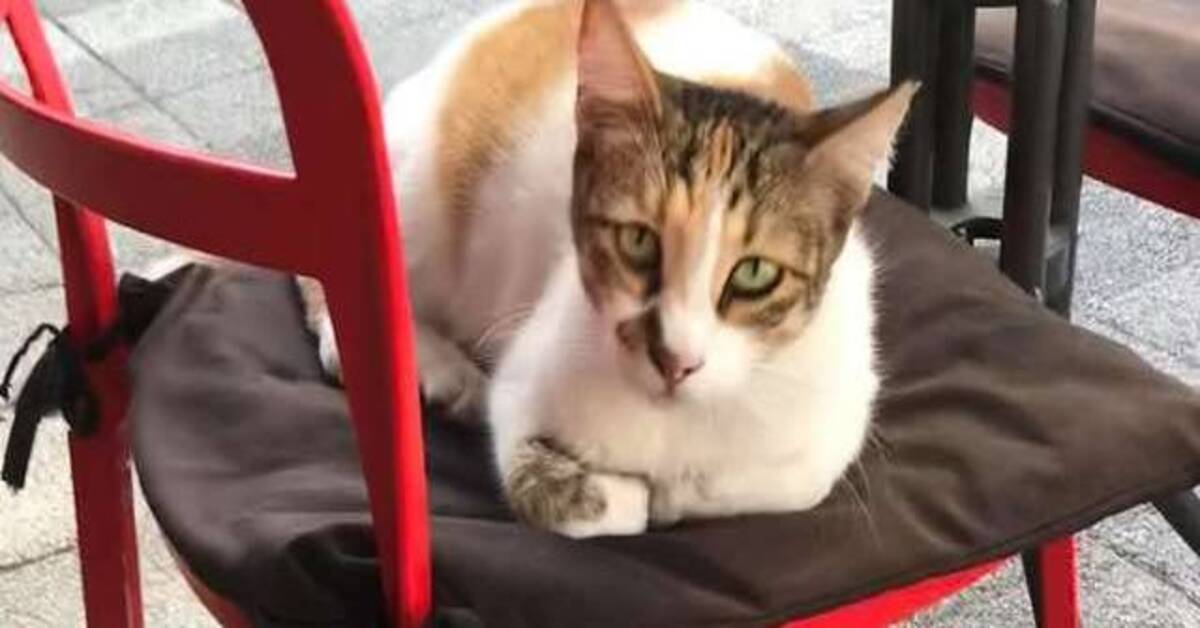 gattina sdraiata su una sedia