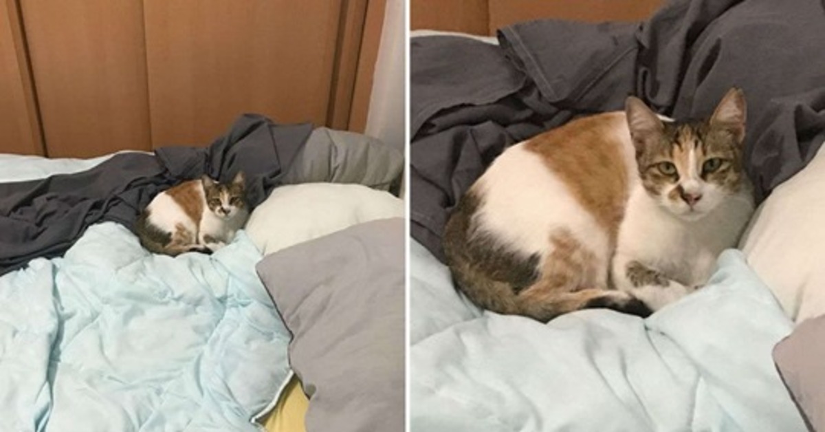 Fezgin, la gattina che si è intrufolata nel letto di uno sconosciuto
